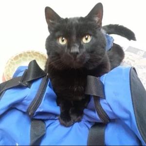 11074679_1103946166297788_695195842_n